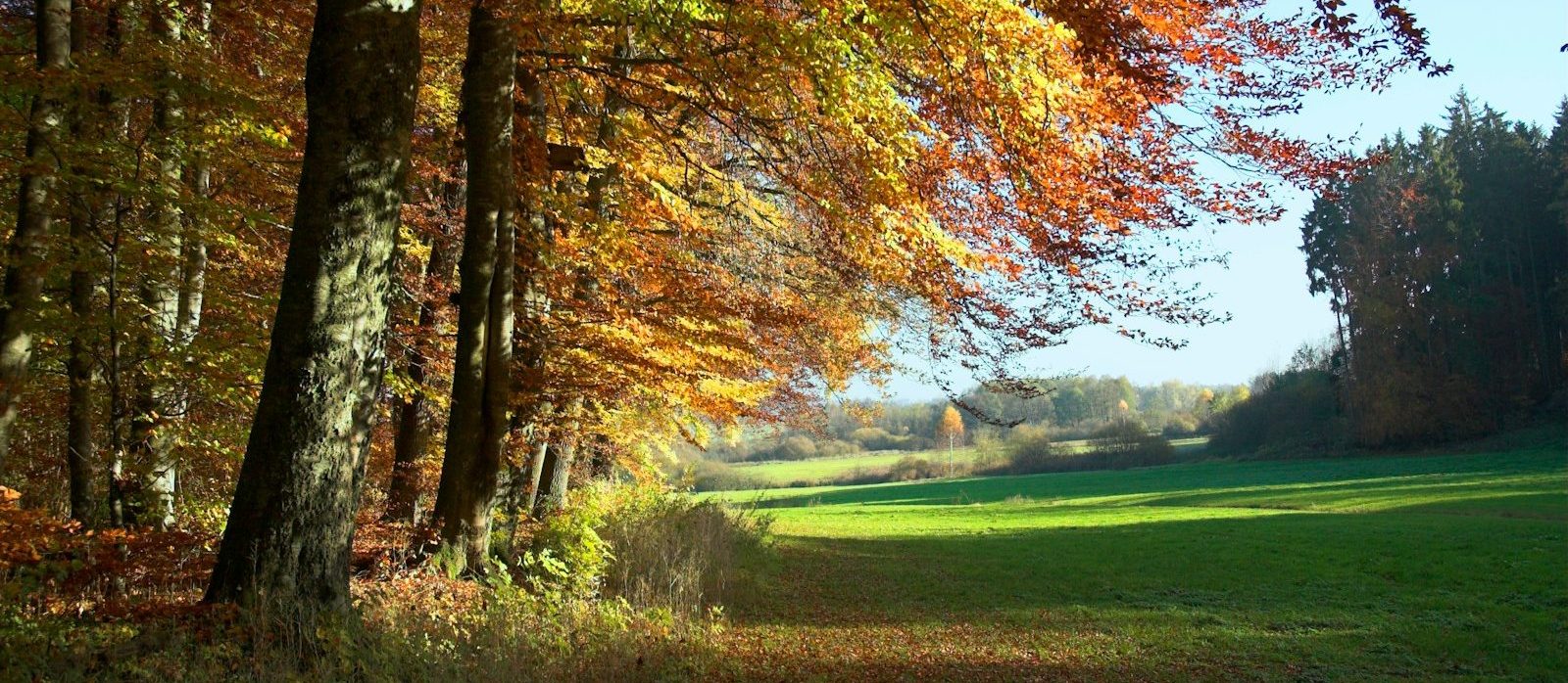 a grassy field with lots of trees in the background